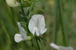 Large yellow vetch